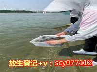 河南哪里放生乌龟最好