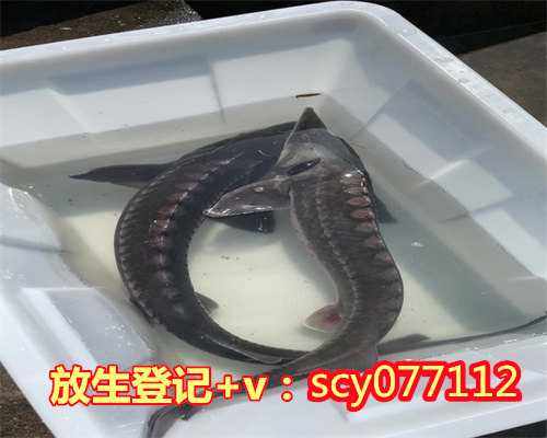 北京哪儿有放生池子，索达吉堪布：真正的财富---北京万人放生开示