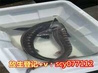 北京哪儿有放生池子，索达吉堪布：真正的财富---北京万人放生开示