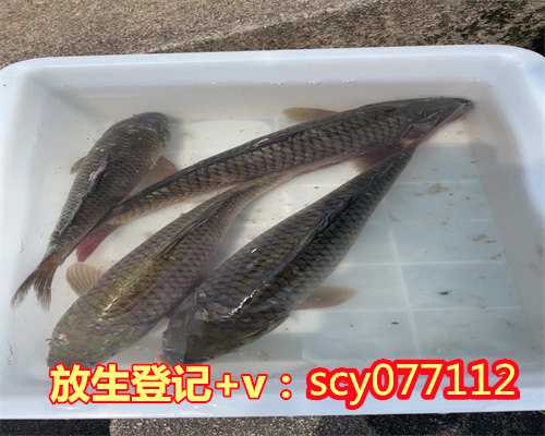 内蒙牛蛙去哪里放生，去年放生的斑海豹看看它们游去哪