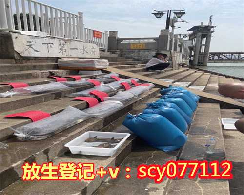 云南放生买鱼去哪里买，云南毛冬青叶的功效与作用